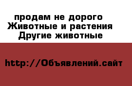 продам не дорого -  Животные и растения » Другие животные   